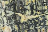 Proterozoic Age Columnar Stromatolite (Asperia) Slab - Australia #96286-1